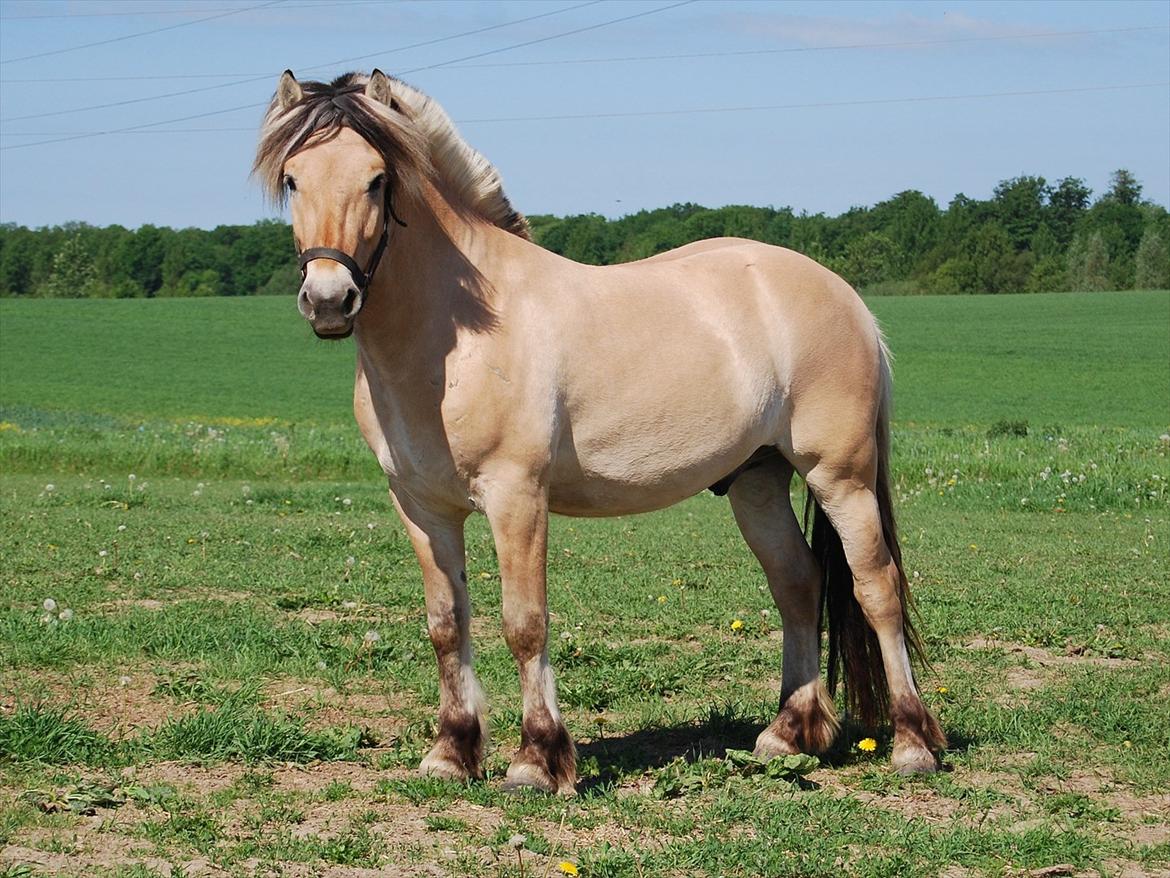 Fjordhest Rubins Hektor - Sommeren 2012.. billede 2