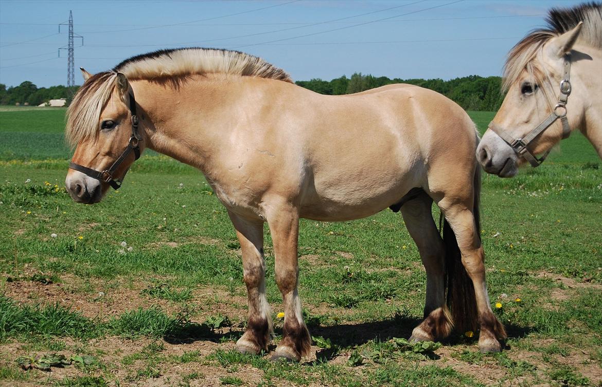 Fjordhest Rubins Hektor - Sommeren 2012.. billede 7