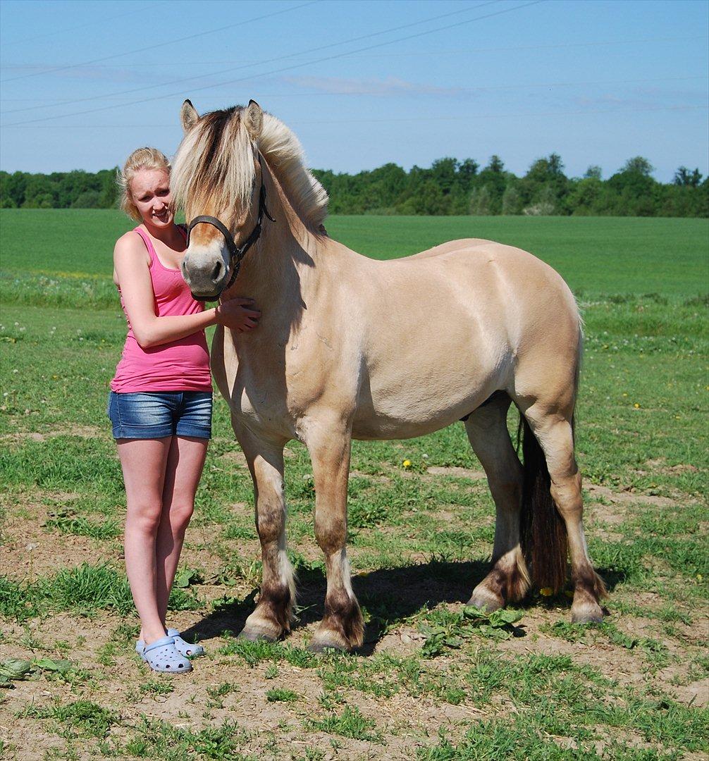 Fjordhest Rubins Hektor - Mig og ham den smukke dreng på folden, sommeren 2012 <3 billede 1