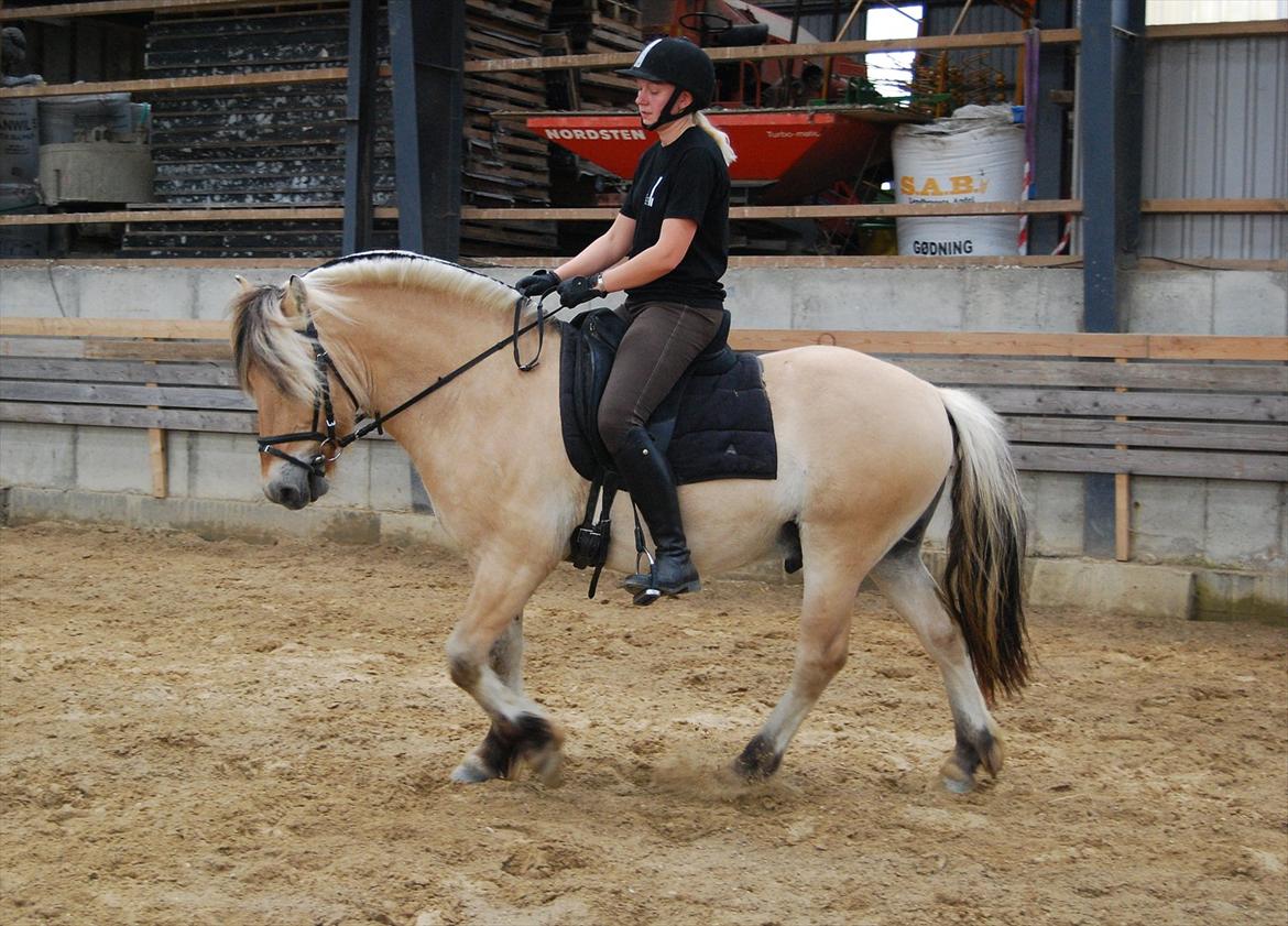Fjordhest Rubins Hektor - Med Sanne som rytter Juni 2012 billede 17