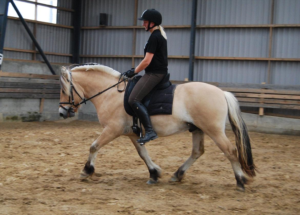 Fjordhest Rubins Hektor - Med Sanne som rytter Juni 2012 billede 16