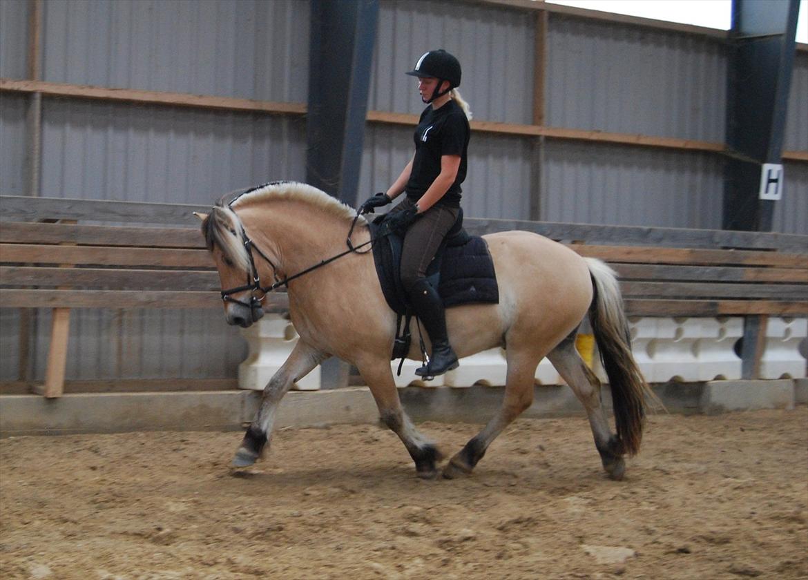 Fjordhest Rubins Hektor - Med Sanne som rytter Juni 2012 billede 14