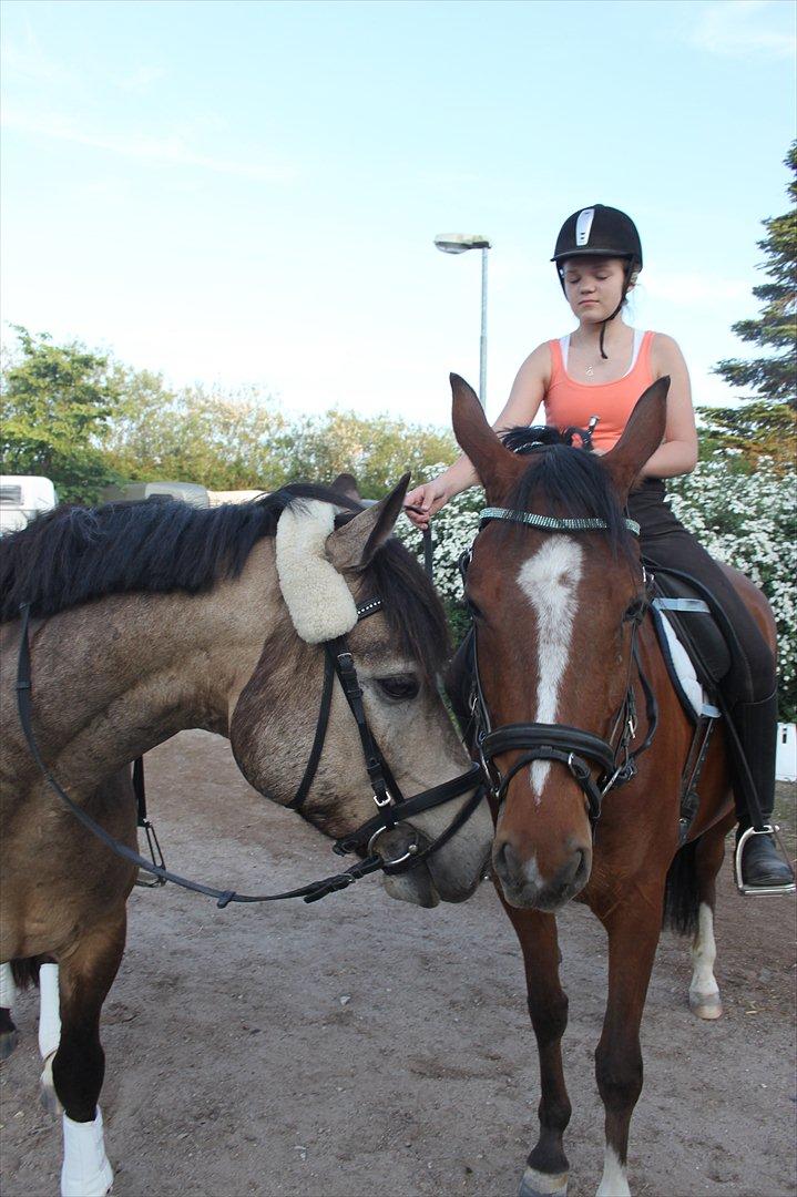 DSP Stald PR'S Paula *. Søsters .* Flomme.. xD billede 3