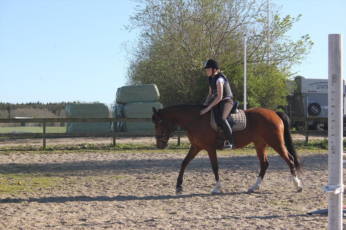 DSP Stald PR'S Paula *. Søsters .* Flomme.. xD billede 4