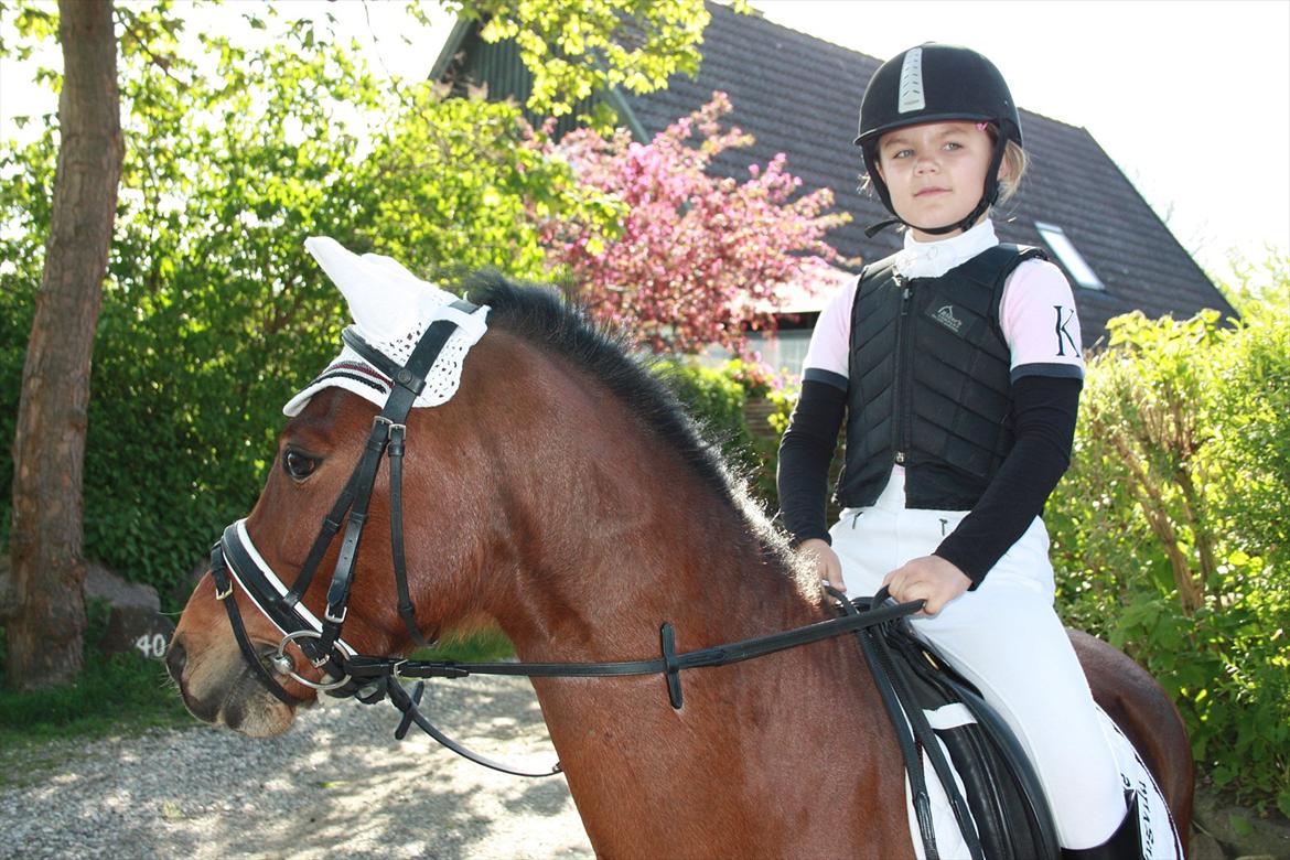 Welsh Pony (sec B) Korreborgs Pinot - på vej til sløjfespring billede 16