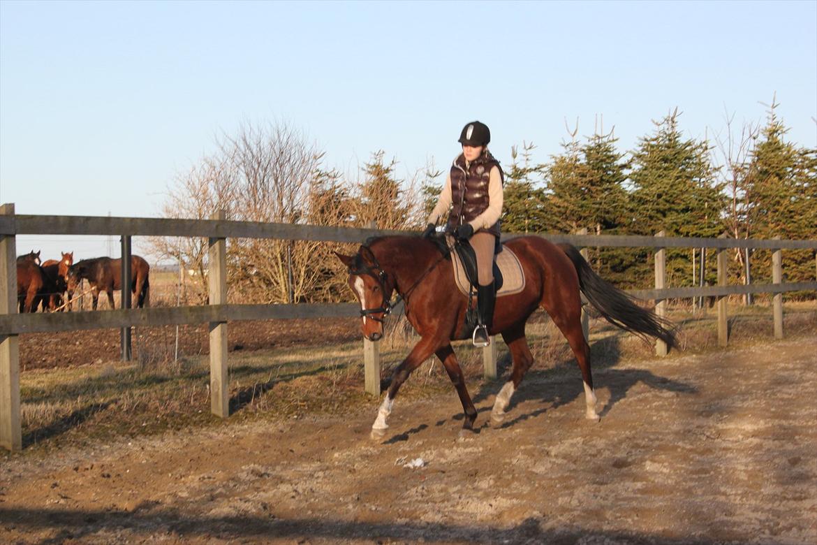 DSP Stald PR'S Paula *. Søsters .* Flomme.. xD billede 7