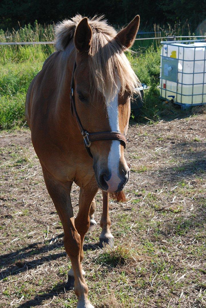 Tysk Sportspony Kim - Den søde pony. Sommer 11. billede 5