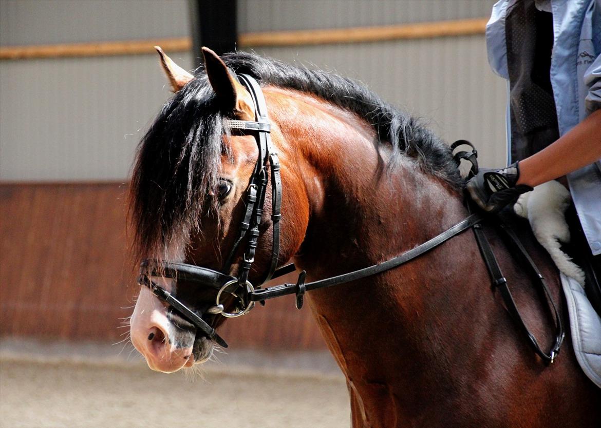 Welsh Pony af Cob-type (sec C) Thers Mickey Mouse - Min lille Mickey Mus! <3
- Foto: Michala Mejlgaard ;p billede 6