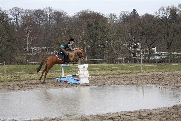 Tysk Sportspony Kim - Springundervisning på den flyvende pony. April 10. Foto: Asta billede 6