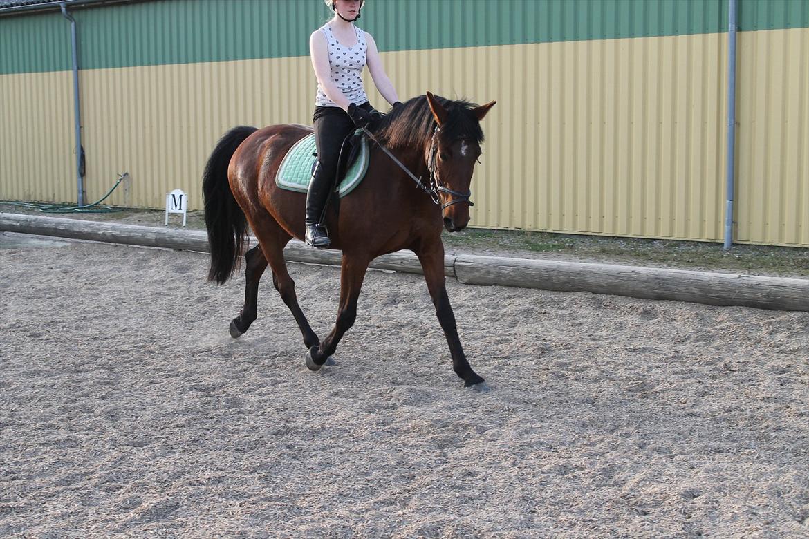 Anden særlig race Gavnbogaards Sofia billede 11