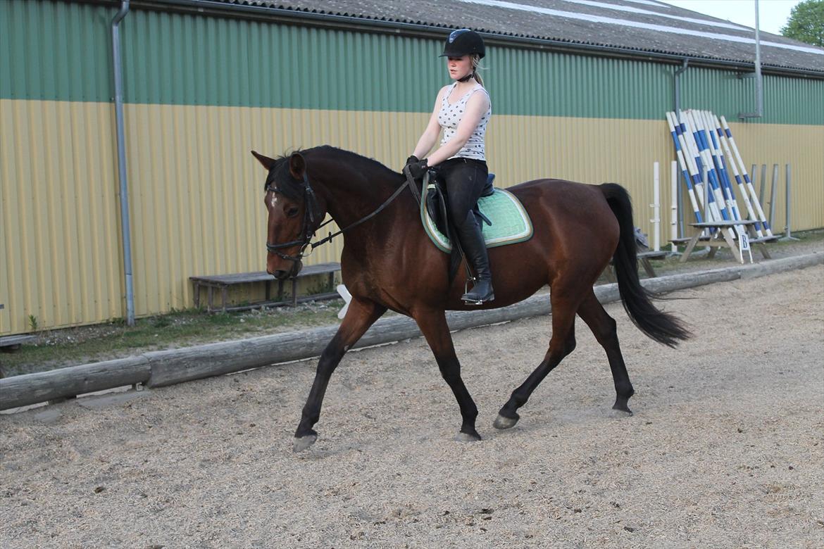 Anden særlig race Gavnbogaards Sofia billede 6