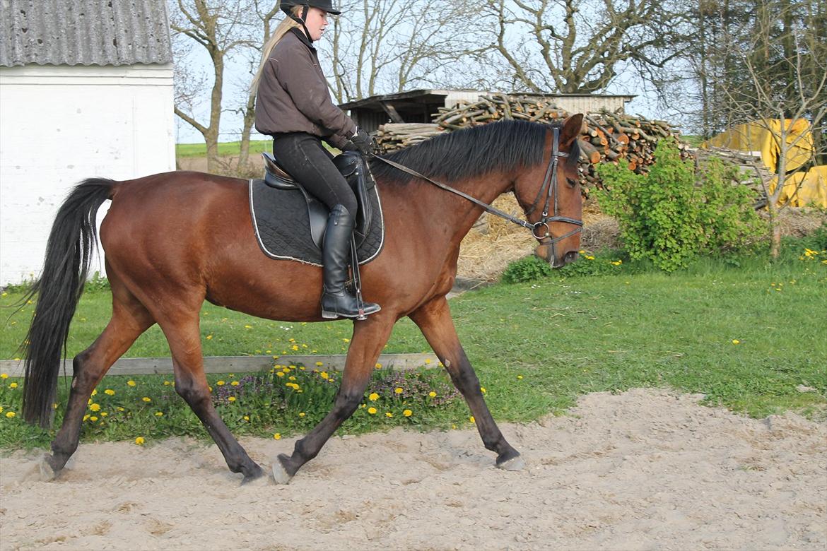 Anden særlig race Gavnbogaards Sofia billede 12