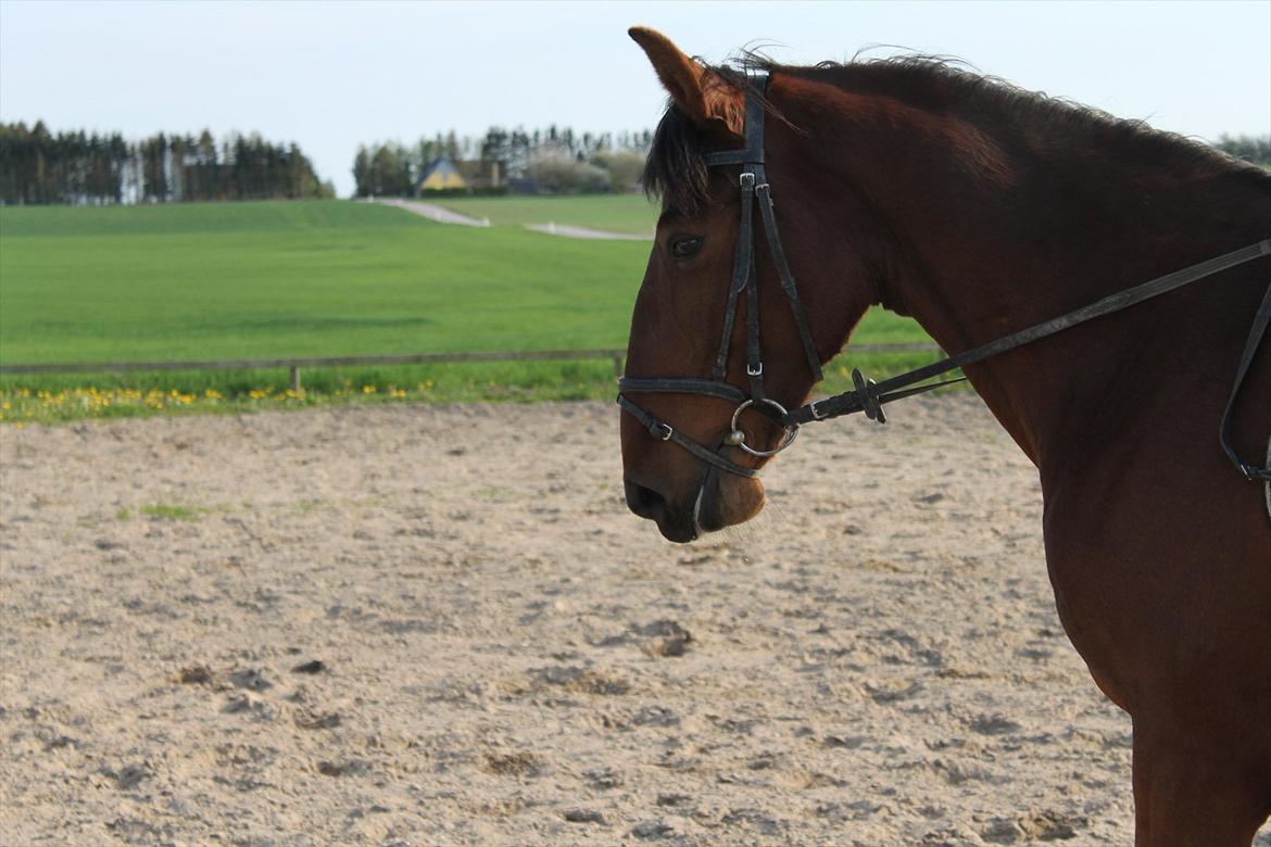 Anden særlig race Gavnbogaards Sofia billede 7