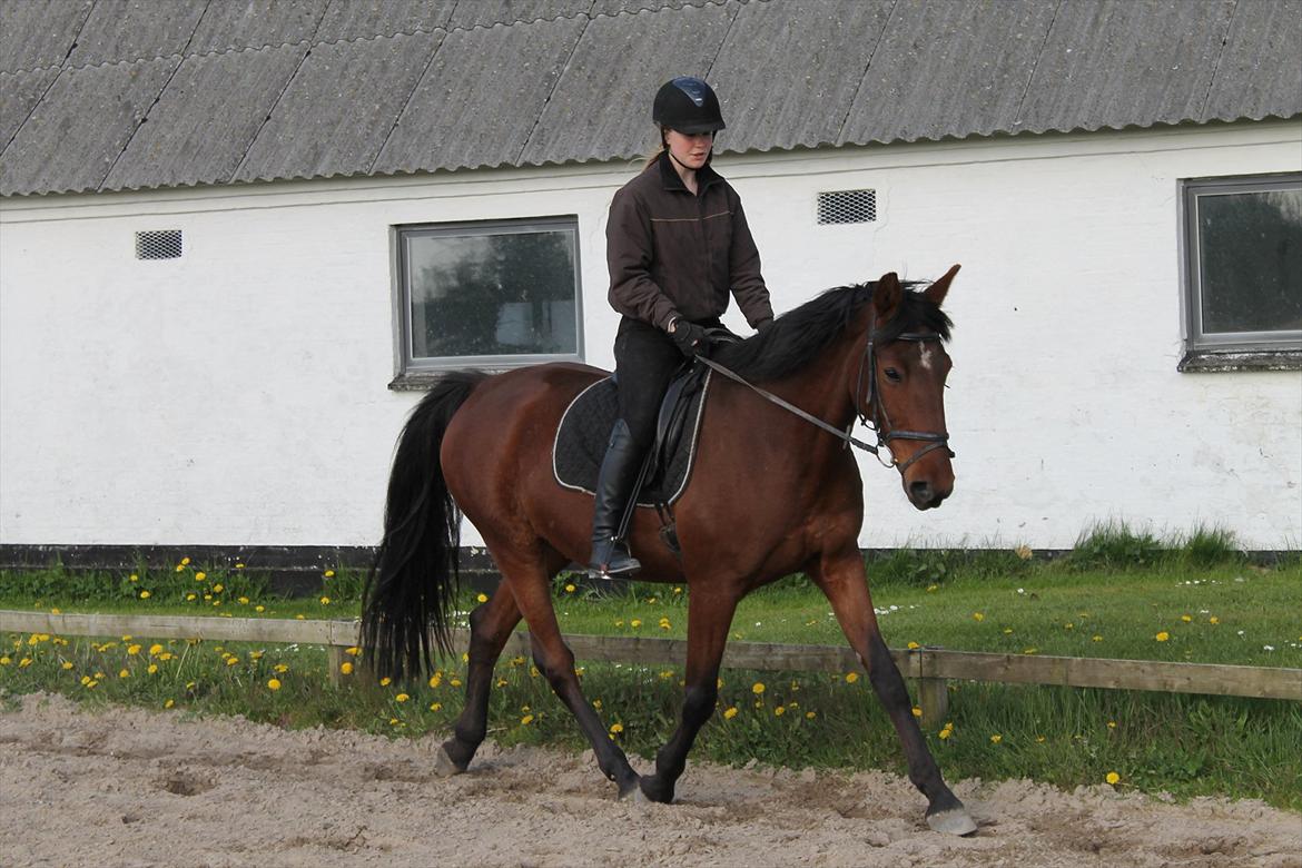 Anden særlig race Gavnbogaards Sofia billede 4