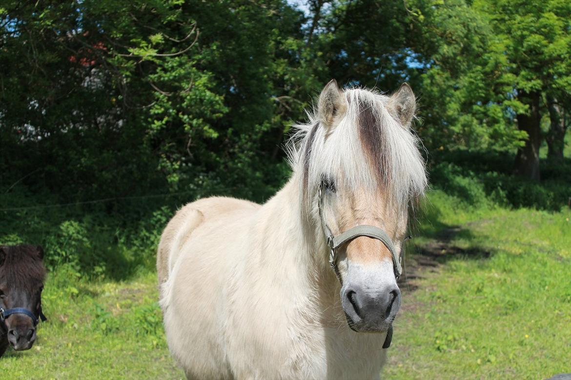 Fjordhest Freddy billede 1