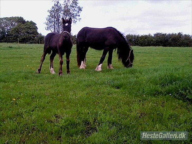 Irish Cob Alanas Lasair - Smukke Baby, billede taget af forrige ejer billede 12