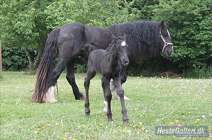 Irish Cob Alanas Lasair - Smukke Baby, og føl,  billede taget af forrige ejer billede 14