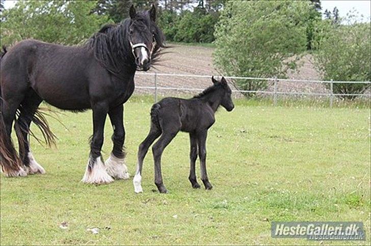 Irish Cob Alanas Lasair - Smukke Baby, og føl. billede taget af forrige ejer billede 15