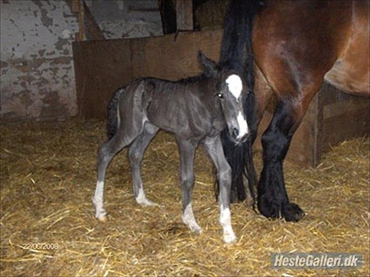 Irish Cob Alanas Lasair - Smukke Baby, som.. Baby <3 billede 16