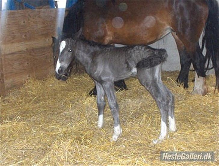 Irish Cob Alanas Lasair - Smukke Baby, som.. Baby <3 billede 17