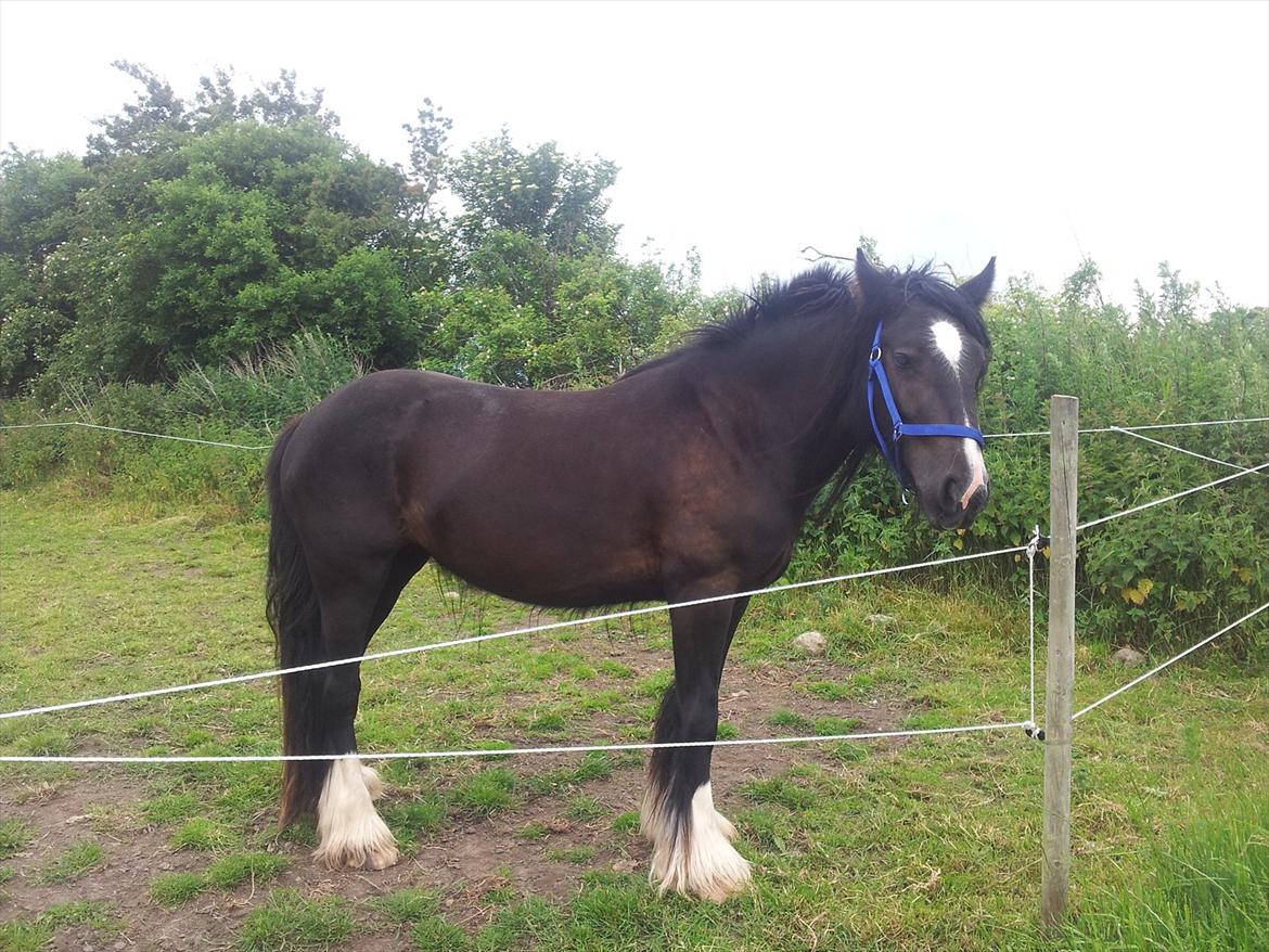 Irish Cob Alanas Lasair - Smukke Baby pigen, charmere sig rigtigt, da vi er ude og kigge på hende <3 billede 21