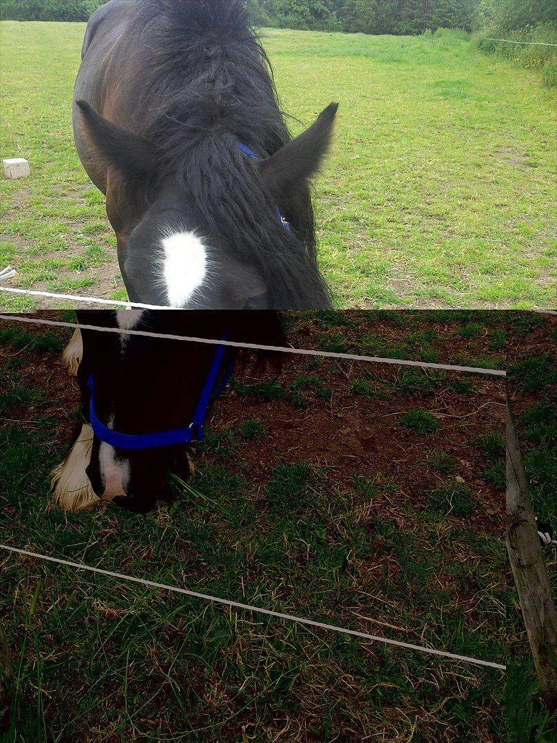 Irish Cob Alanas Lasair - Smukke Baby pigen, charmere sig rigtigt, da vi er ude og kigge på hende <3 billede 22