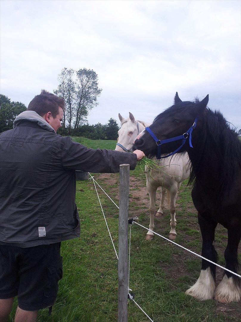 Irish Cob Alanas Lasair - Smukke Baby pigen, charmere sig rigtigt, da vi er ude og kigge på hende <3 billede 23