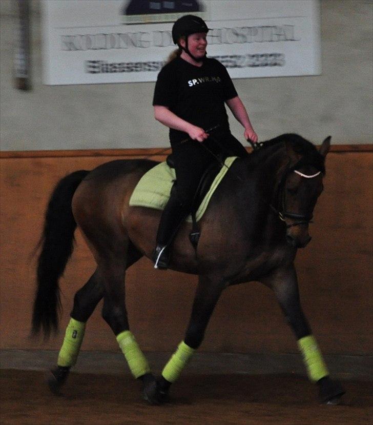 Dansk Varmblod Cæsar billede 18