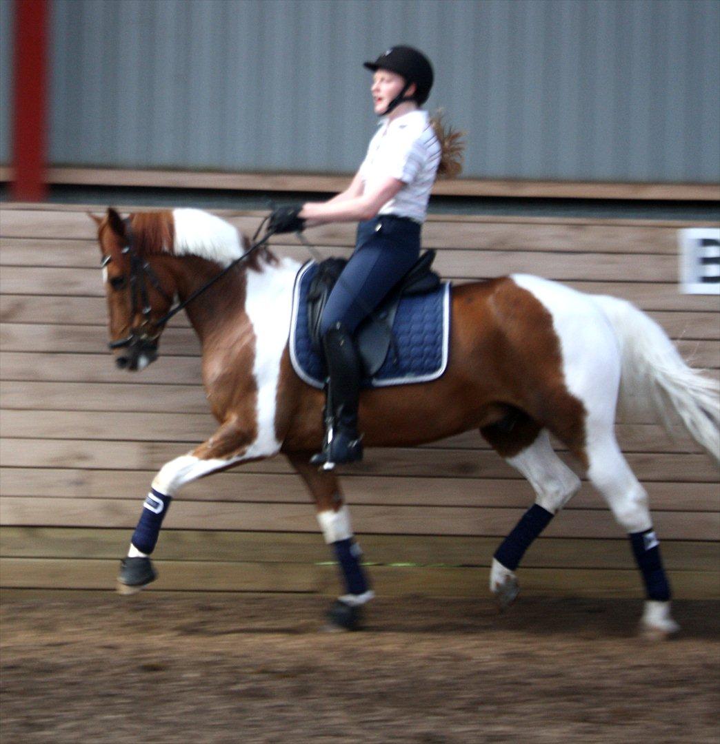 Anden særlig race Jazzo A-pony - Fra alm. træning i juni 2012. Taget af min mor, undskylder for kvaliteten! :-) billede 4