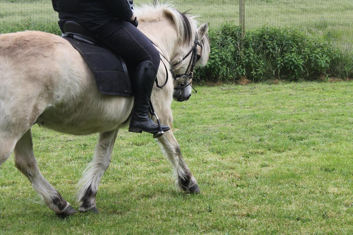 Fjordhest Freddy billede 15