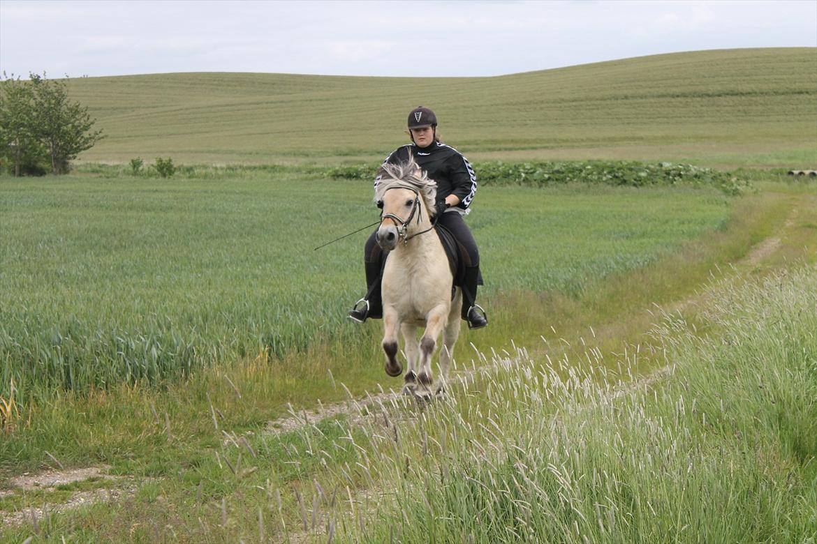 Fjordhest Freddy billede 6
