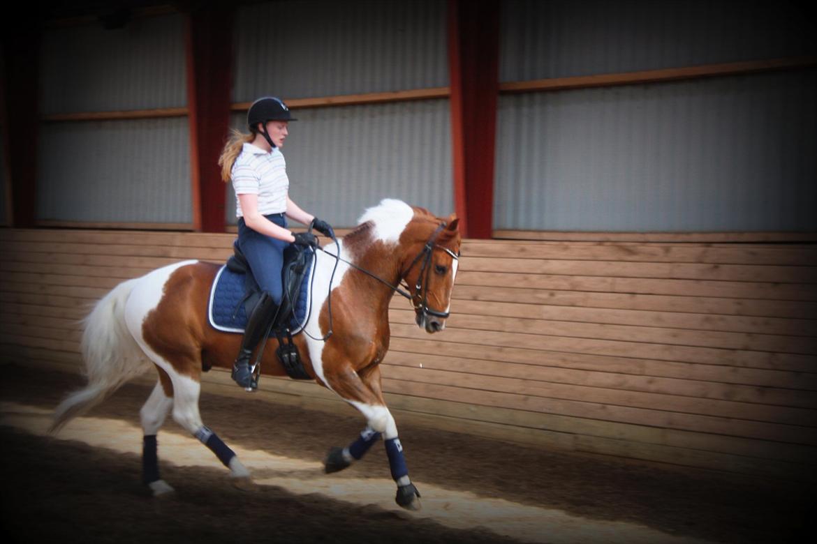 Anden særlig race Jazzo A-pony - Fra alm. træning i juni 2012 :-) billede 20