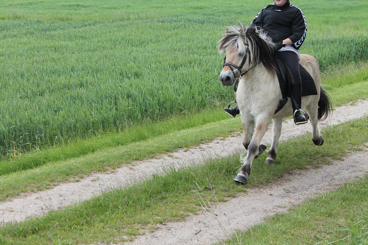 Fjordhest Freddy billede 20
