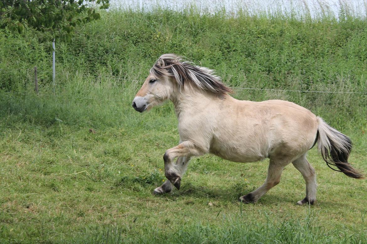 Fjordhest Freddy billede 4