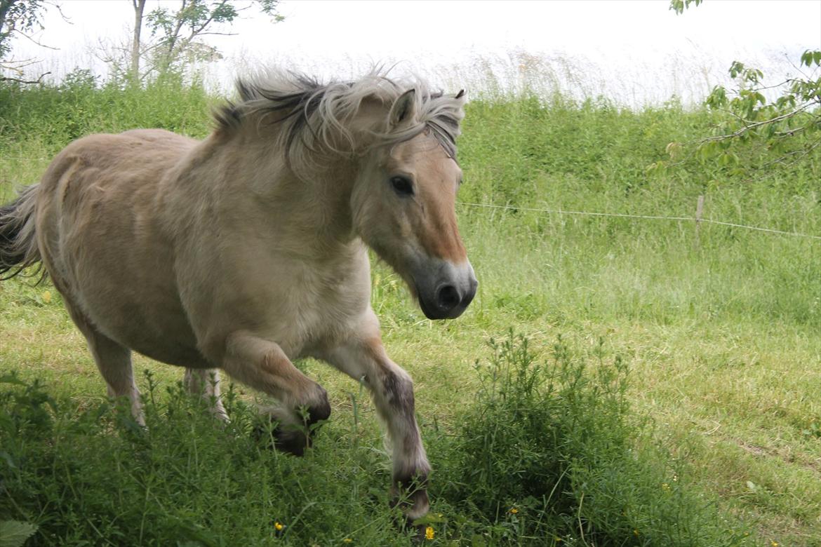 Fjordhest Freddy billede 10