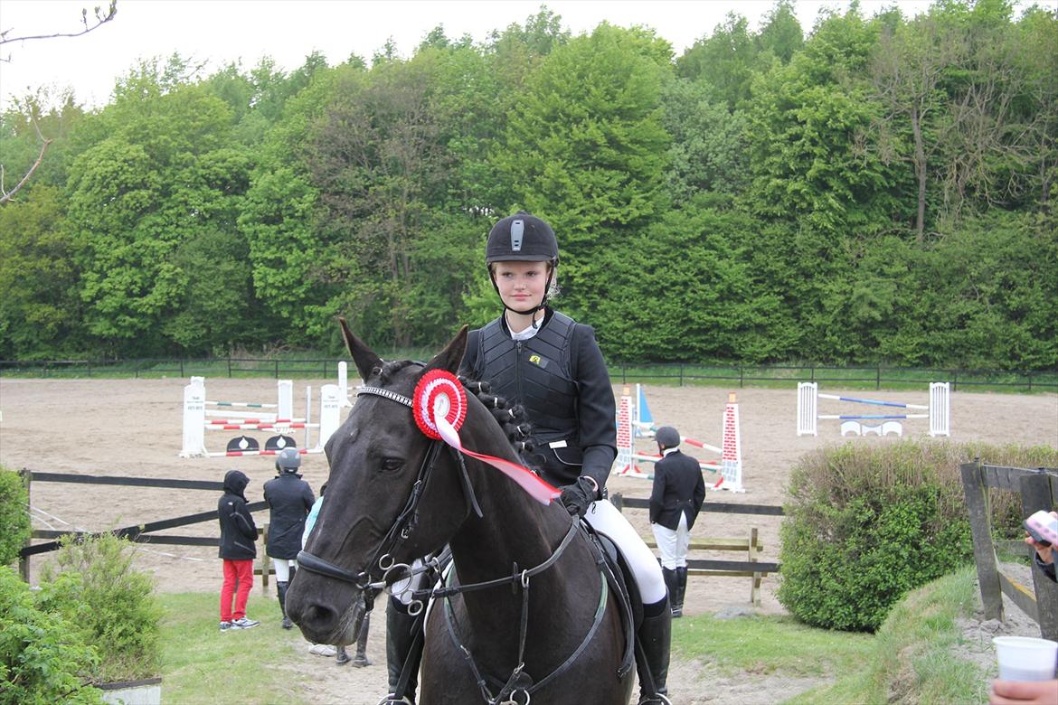 Knabstrupper Gry  billede 7