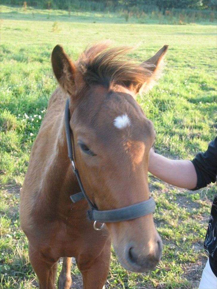 Holstener Chess Mate R.I.P <3 - Chess Mate som føl <3<3  billede 11