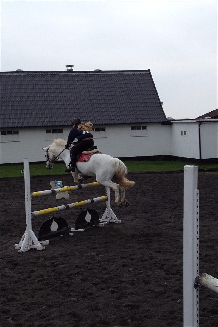 Irsk Sportspony Levi 501 ( Tidl. Hest) - Træning 115 cm. ved godt det ser mærkeligt ud, men jaja..  billede 14