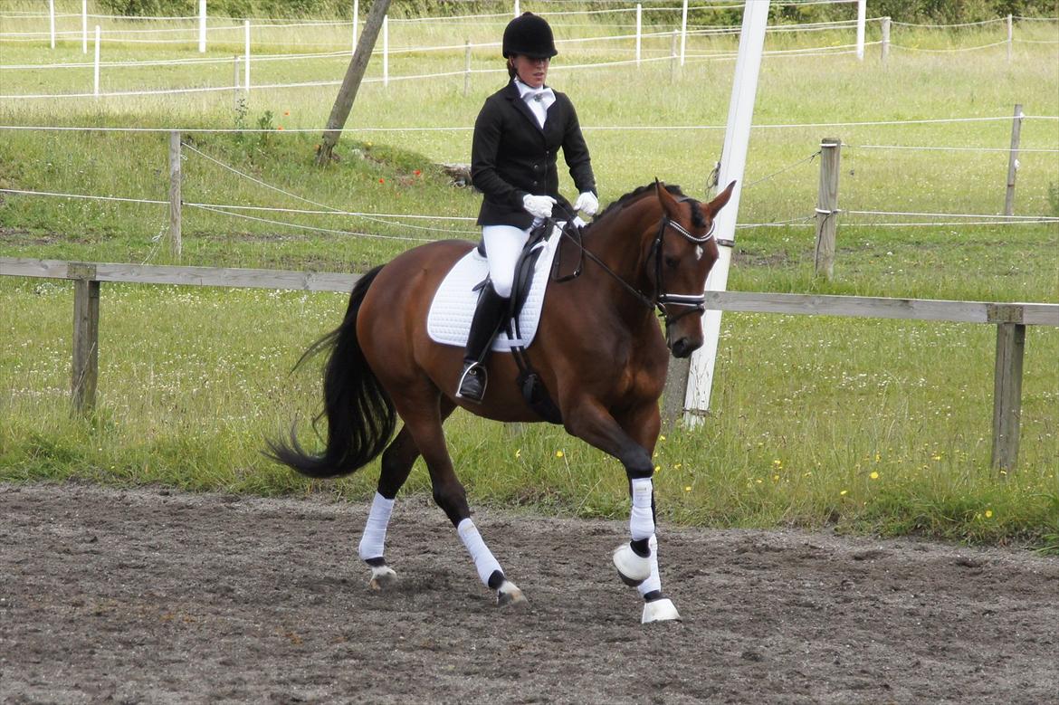 Dansk Varmblod Damgaards Lady Hotline - Velkommen til Lady Hotlines profil!  billede 1