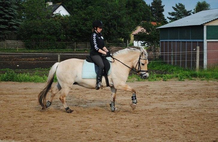Fjordhest Amalie Romeo - Galoptræning :-) billede 19