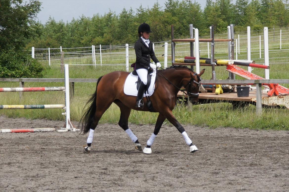 Dansk Varmblod Damgaards Lady Hotline - 4års championat i SAO - opvarmning.  billede 15