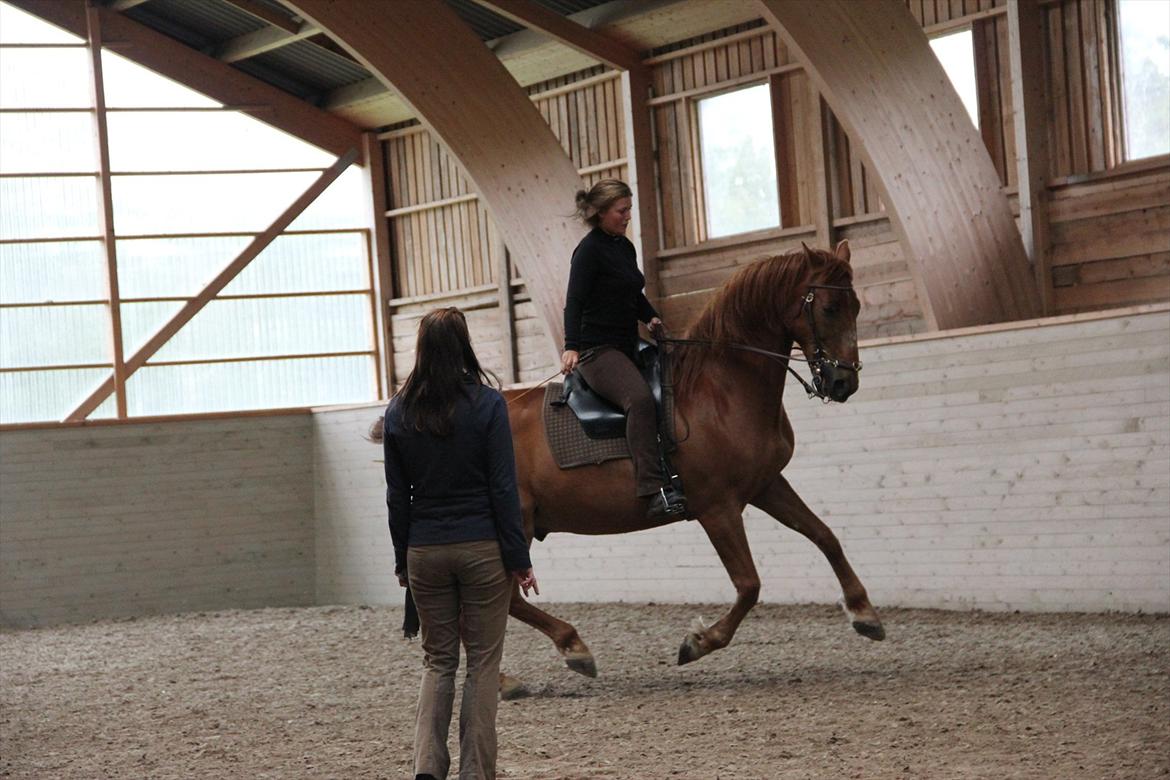 Anden særlig race Sir Duke ¤Mit et & alt¤ - Er dette begyndelsen på op af bakke galop?? billede 14