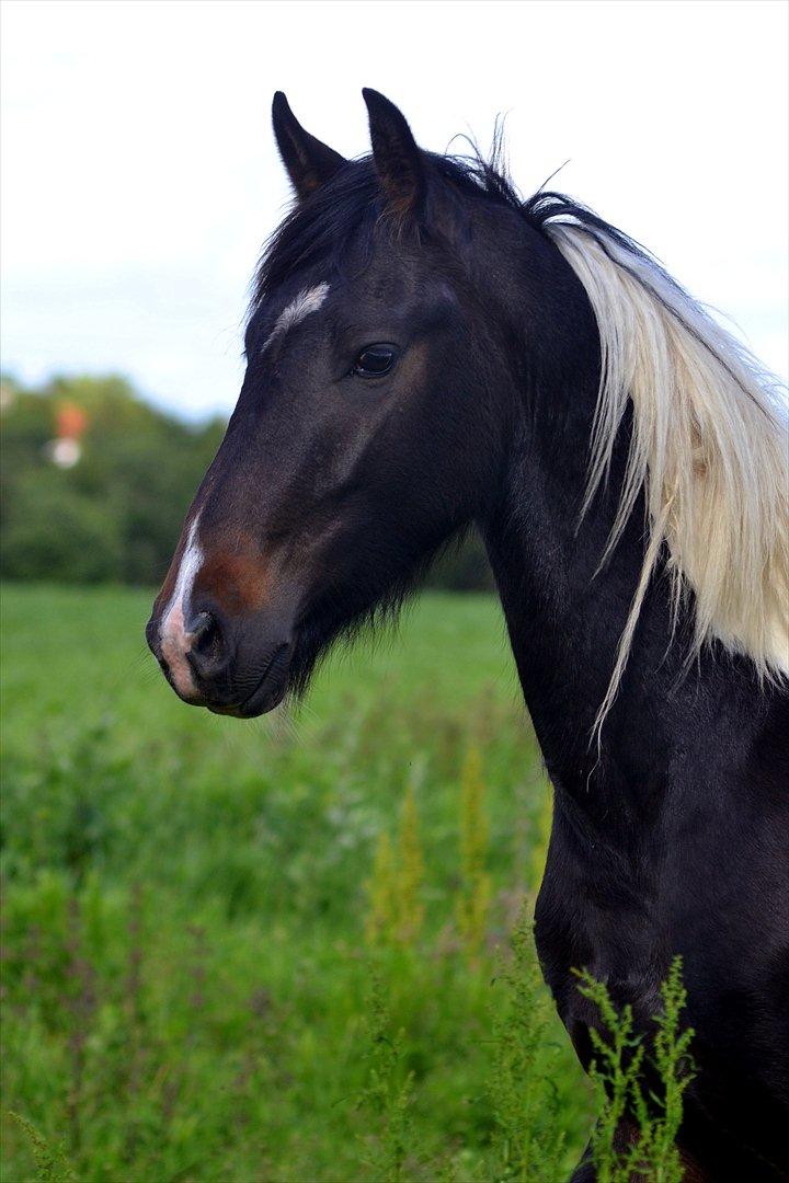 Barockpinto Drops Of Jupiter - Jupiter <3 billede 1