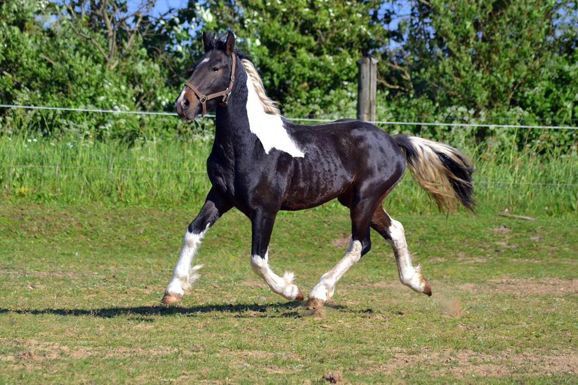 Barockpinto Drops Of Jupiter billede 9