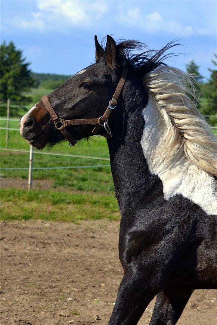 Barockpinto Drops Of Jupiter billede 12