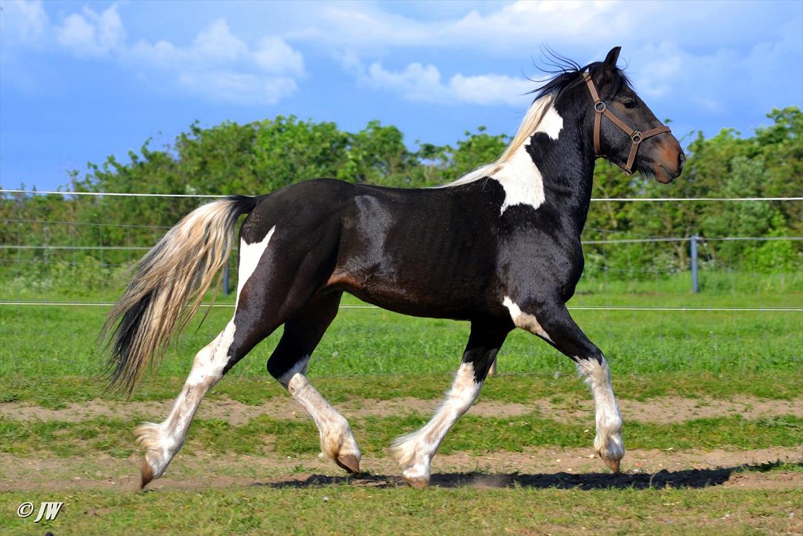 Barockpinto Drops Of Jupiter - Knap 2 år .. billede 3