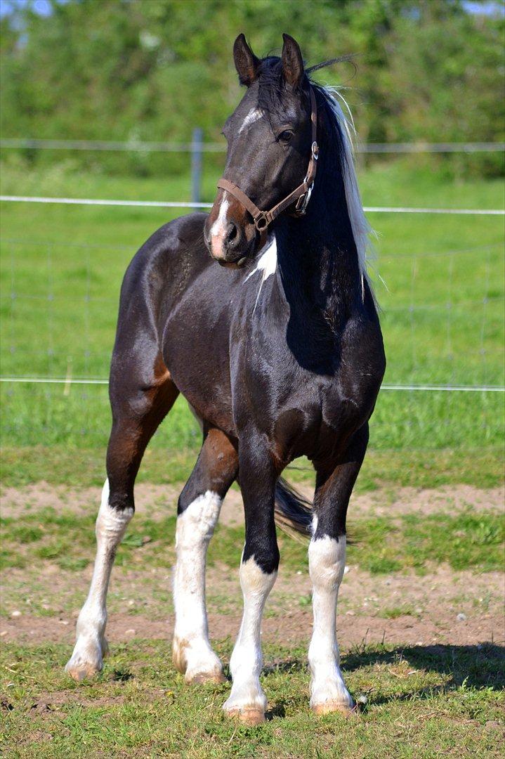 Barockpinto Drops Of Jupiter billede 11