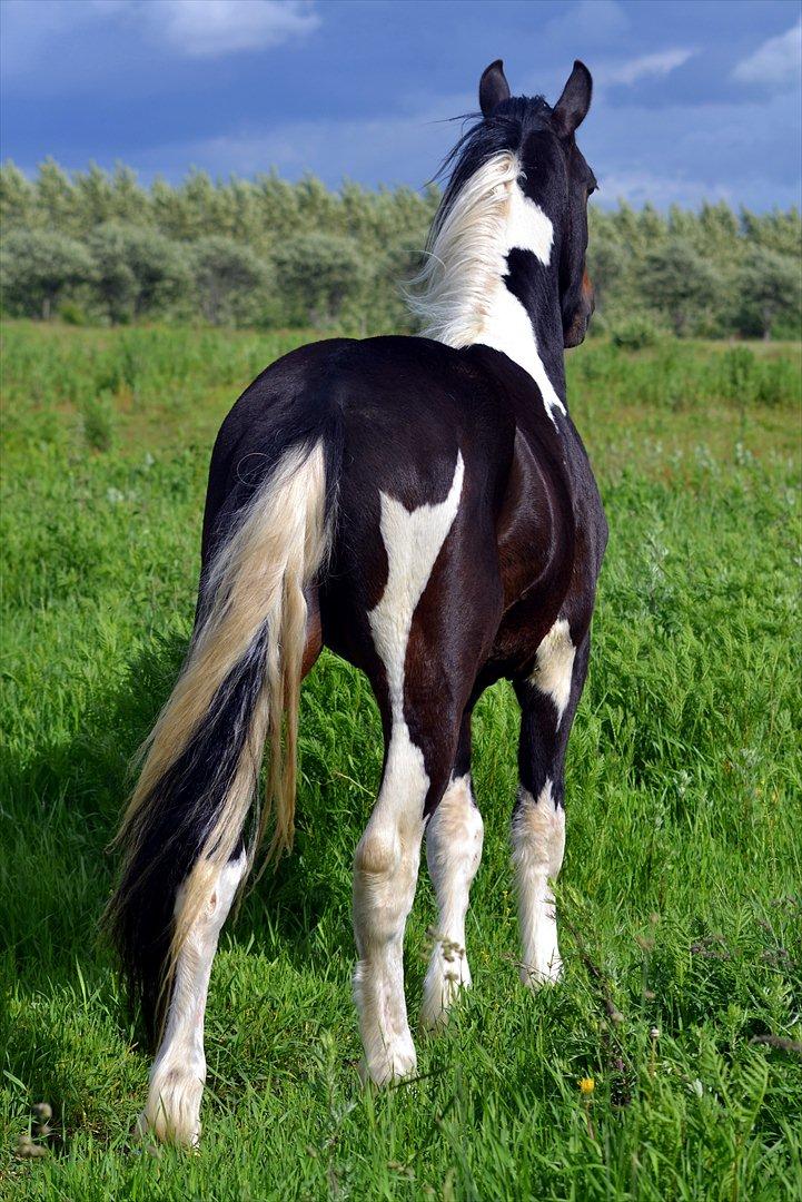 Barockpinto Drops Of Jupiter - Skuer ud over sit nye "Kongerige" billede 5