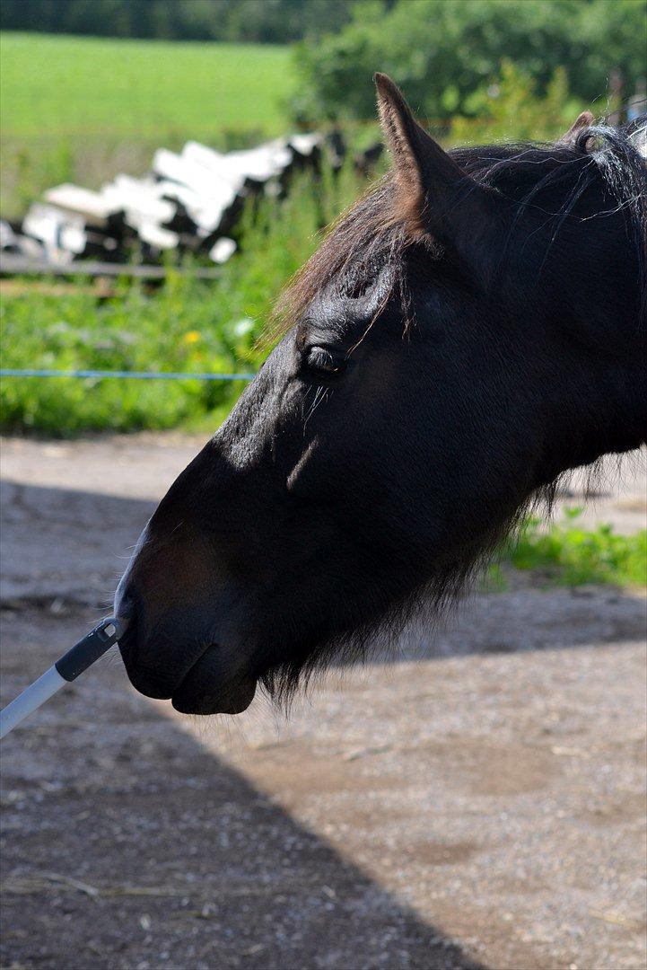 Barockpinto Drops Of Jupiter - Hvad har du der ? billede 13