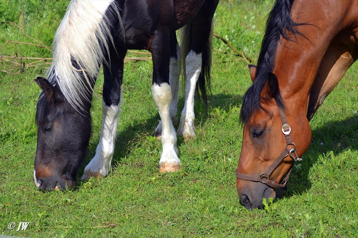 Barockpinto Drops Of Jupiter - Jupiter & Le'Cato nyder livet .. billede 14